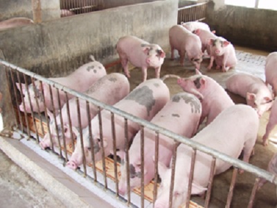 Hỗn hợp enzymes Maxigest cho lợn